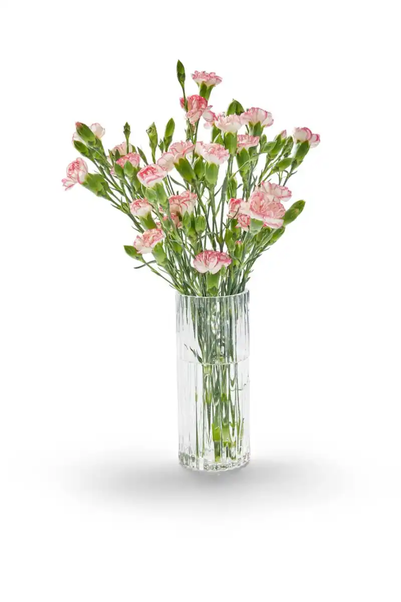 Bild 3 von Bartnelken oder Spraynelken, Bund