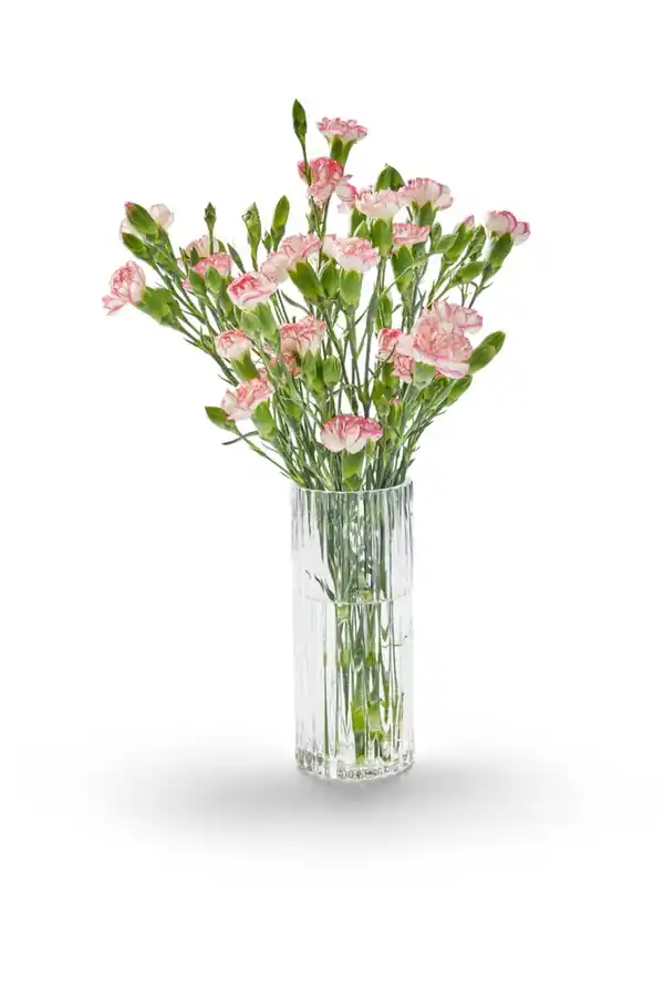 Bild 3 von Bartnelken oder Spraynelken, Bund