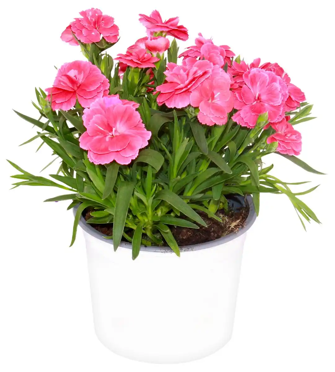 Bild 1 von Sommerblumen