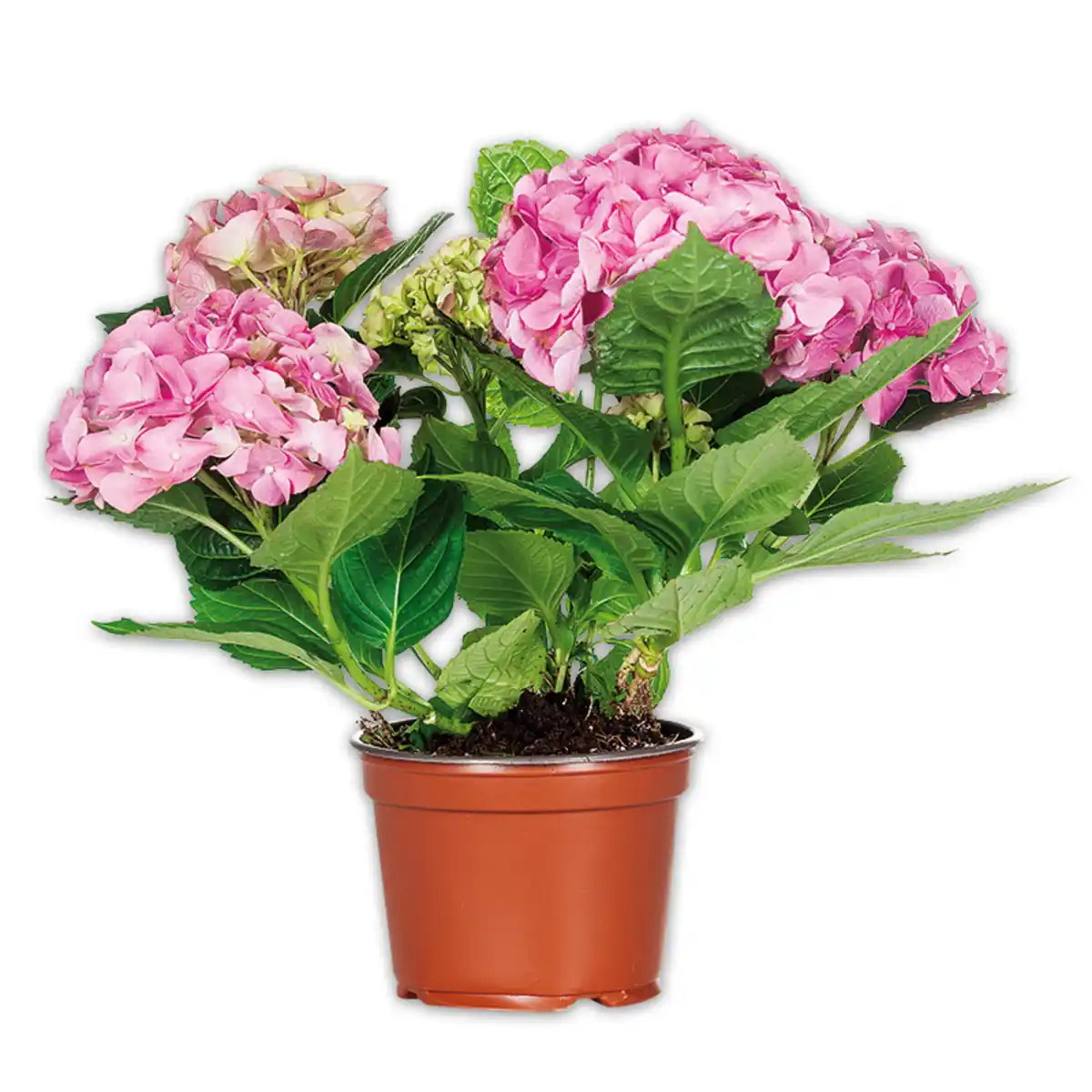 Bild 3 von Hortensie