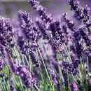 Bild 2 von Garten Lavendel "Lavandula"