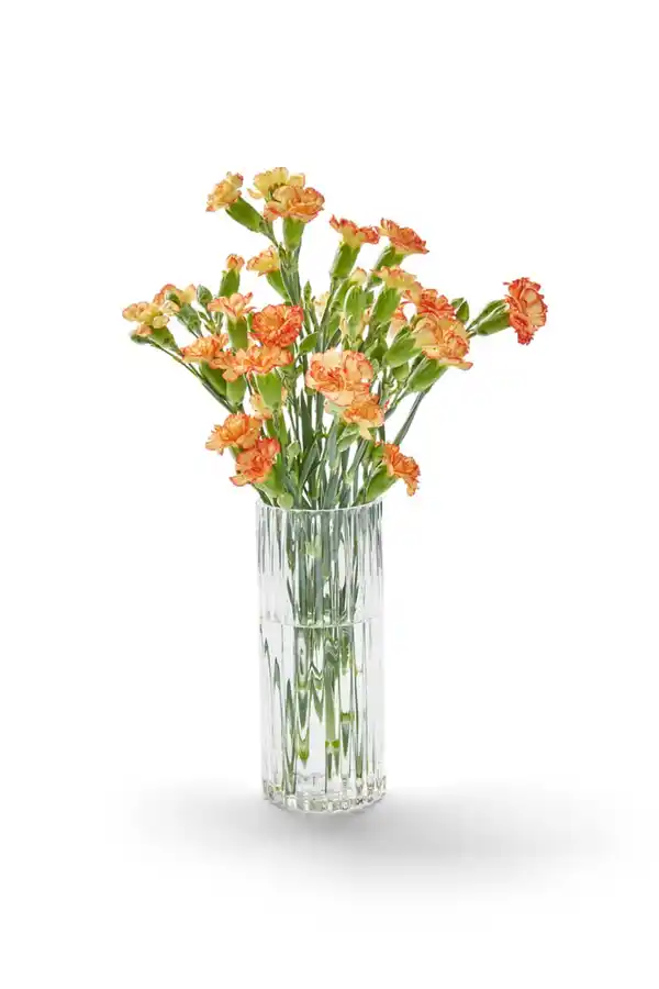 Bild 2 von Bartnelken oder Spraynelken, Bund