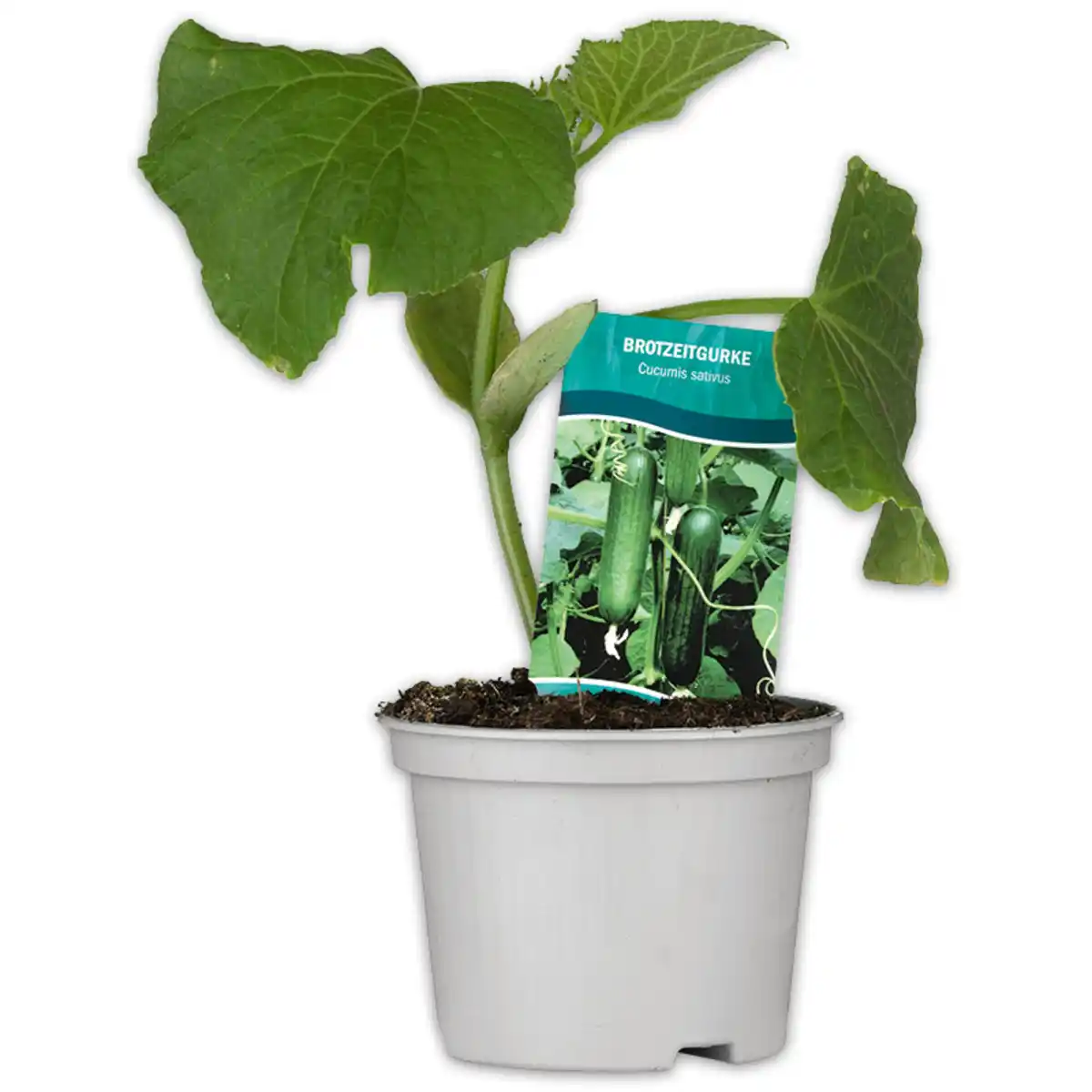 Bild 3 von Gurkenpflanze Vielfalt Mix / Hot Peppers "Chill out"