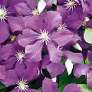 Bild 2 von Finest Garden Blühende Clematis XL "Waldrebe"