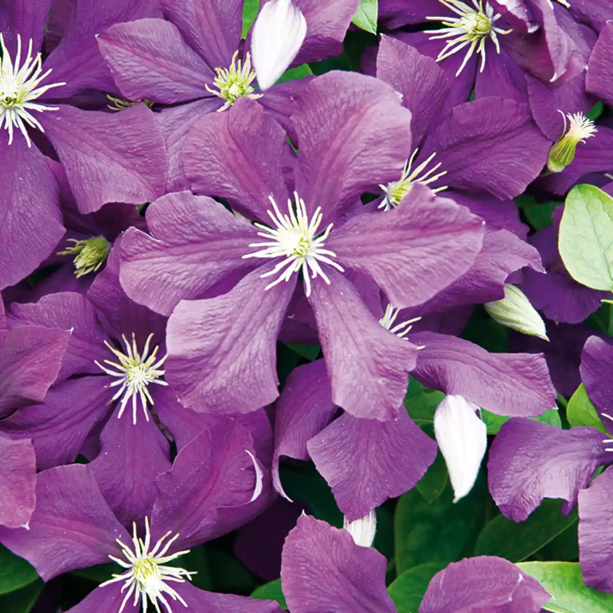 Bild 2 von Finest Garden Blühende Clematis XL "Waldrebe"