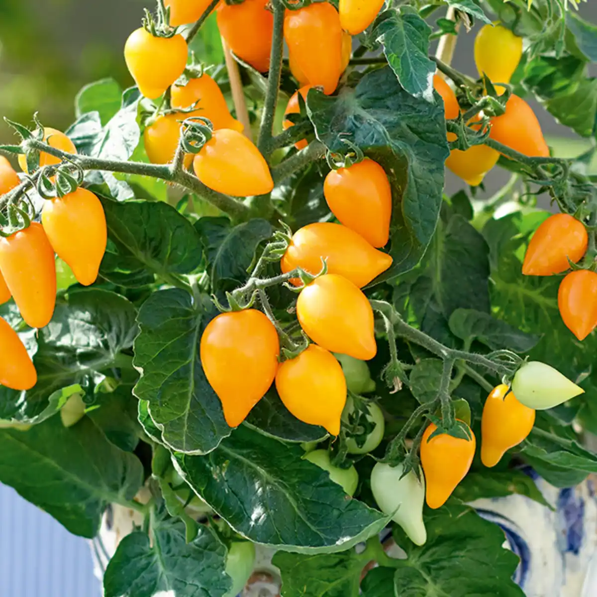Bild 2 von Tomaten Besonderheit / Riesengemüse