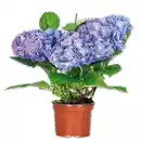 Bild 2 von Hortensie