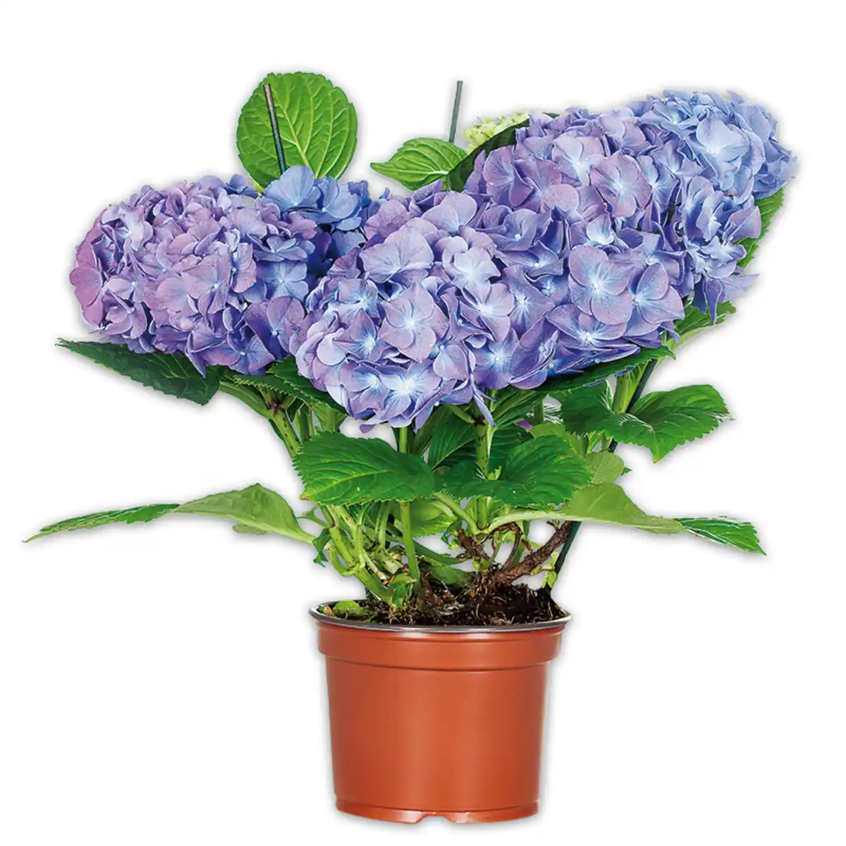 Bild 2 von Hortensie