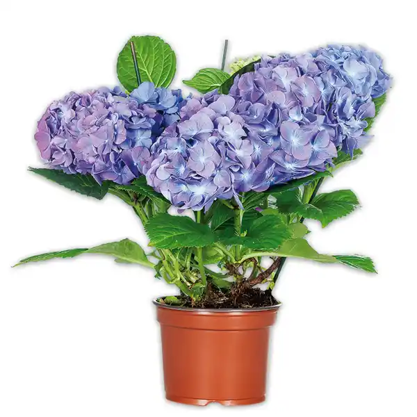 Bild 2 von Hortensie