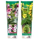 Bild 1 von Finest Garden Schwarzäugige Susanne / Bleiwurz