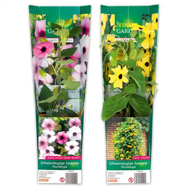 Bild 1 von Finest Garden Schwarzäugige Susanne / Bleiwurz