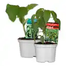 Bild 1 von Gurkenpflanze Vielfalt Mix / Hot Peppers "Chill out"
