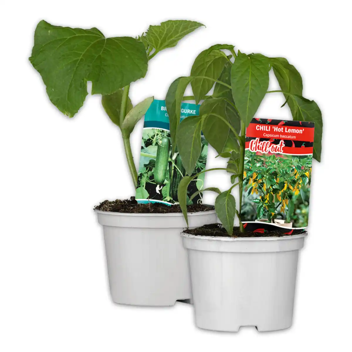 Bild 1 von Gurkenpflanze Vielfalt Mix / Hot Peppers "Chill out"
