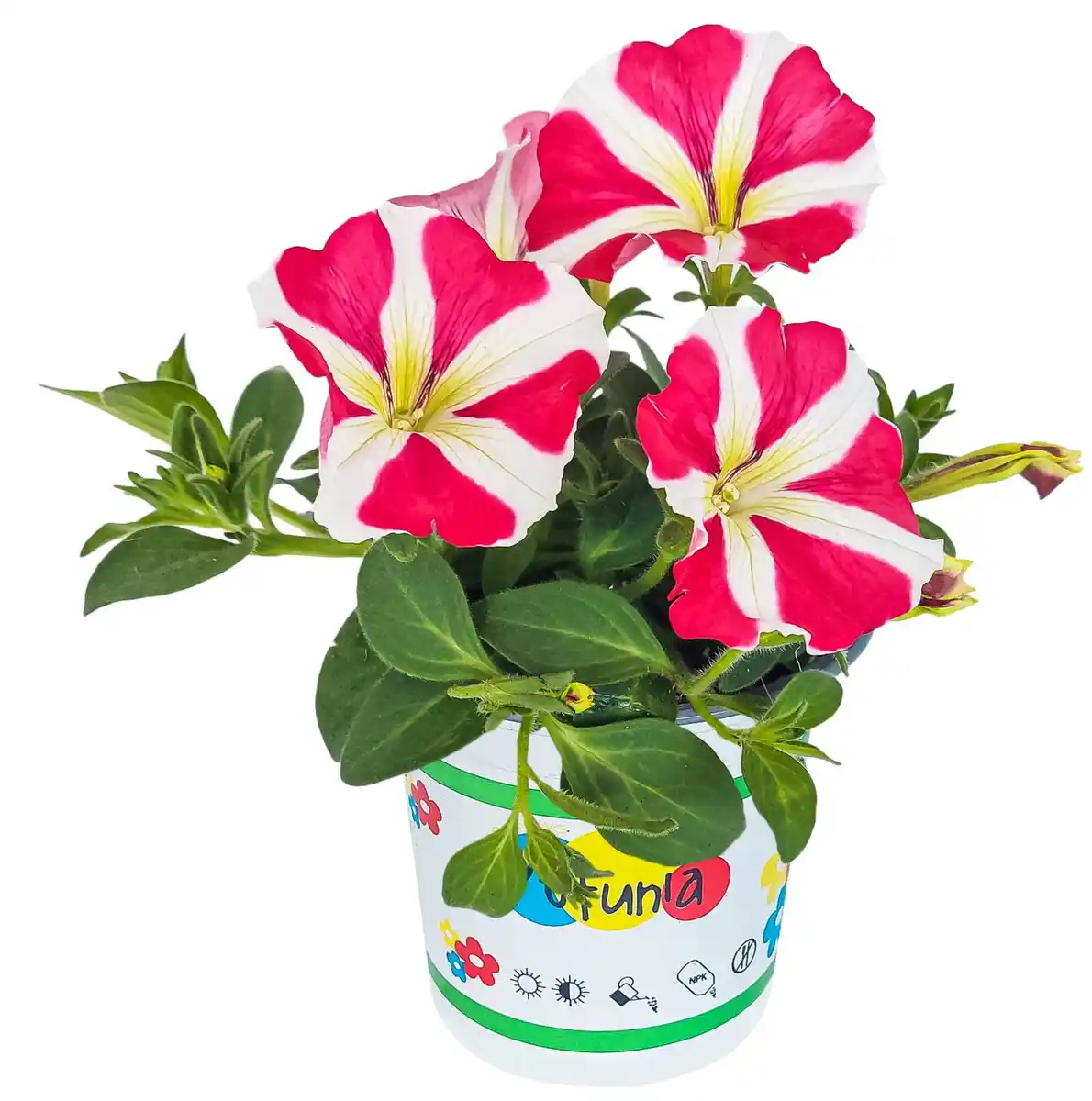 Bild 1 von Sommerblumen
