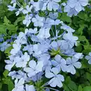 Bild 2 von Finest Garden Schwarzäugige Susanne / Bleiwurz