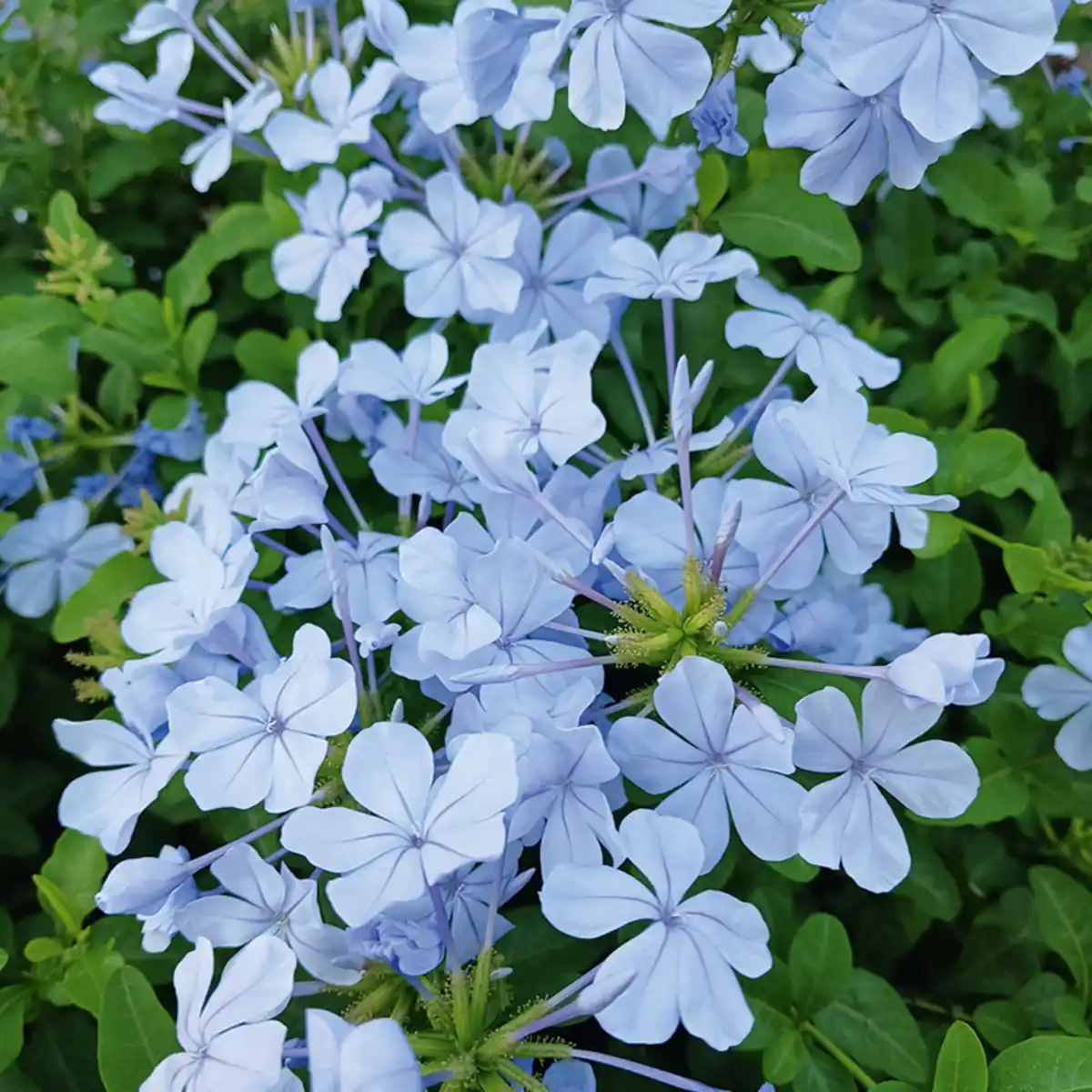 Bild 2 von Finest Garden Schwarzäugige Susanne / Bleiwurz