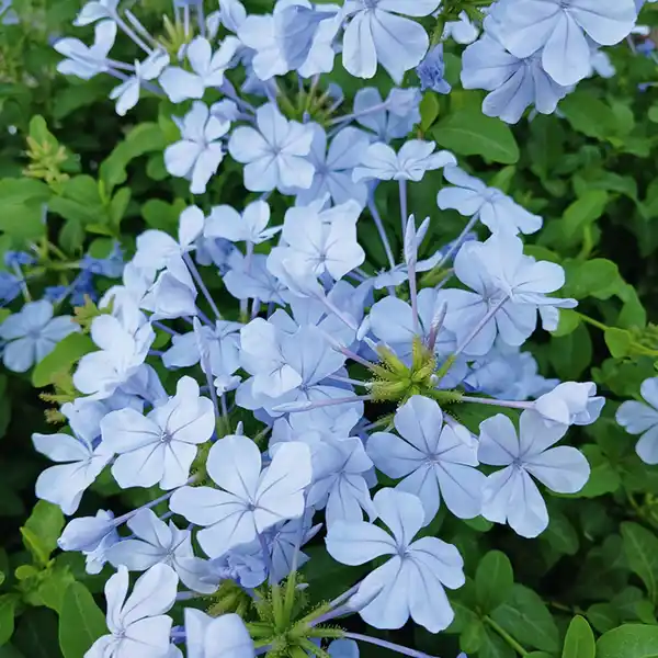 Bild 2 von Finest Garden Schwarzäugige Susanne / Bleiwurz