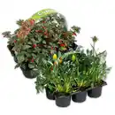 Bild 1 von Sommergarten