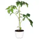 Bild 1 von Tomaten Besonderheit / Riesengemüse