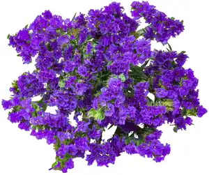 Blumen-Beiwerk, Bund