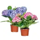 Bild 1 von Hortensie