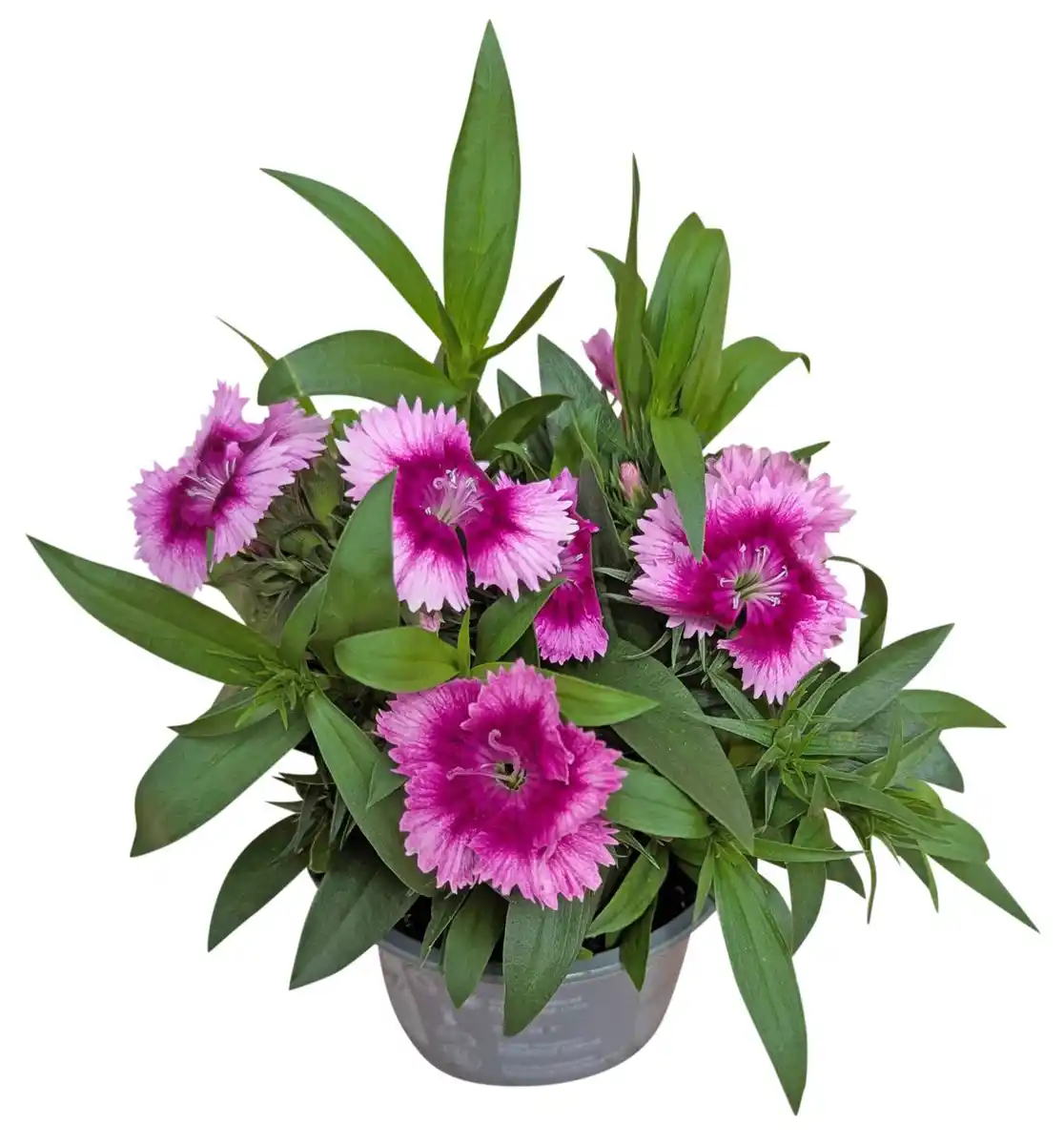 Bild 1 von Sommerblumen