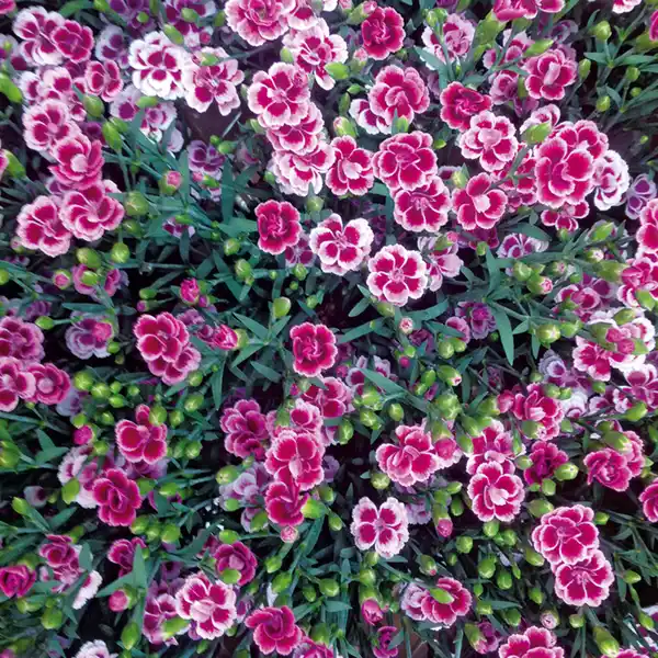 Bild 2 von Finest Garden Dianthus "Pink Kisses"