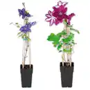 Bild 1 von Finest Garden Blühende Clematis XL "Waldrebe"