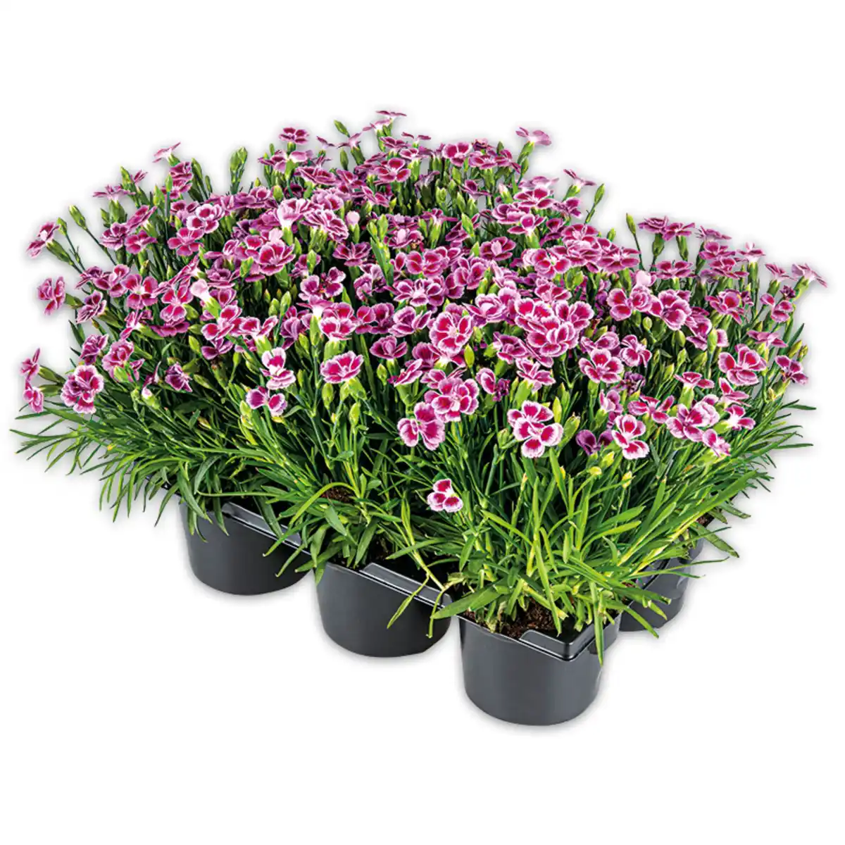 Bild 1 von Finest Garden Dianthus "Pink Kisses"