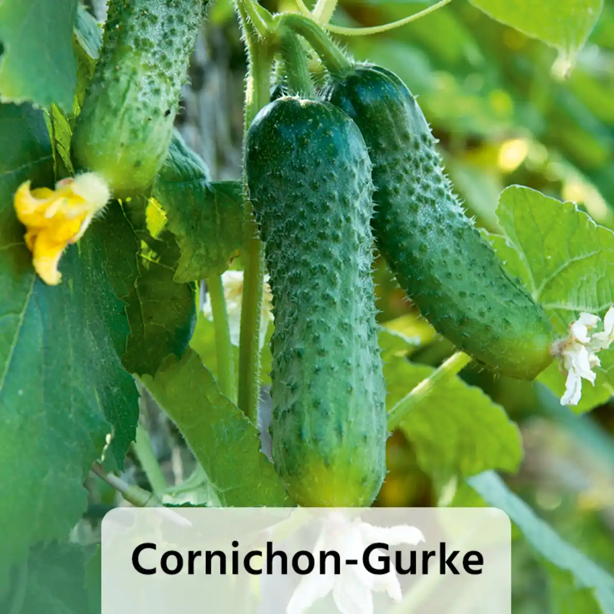 Bild 4 von Gurkenpflanze Vielfalt Mix / Hot Peppers "Chill out"