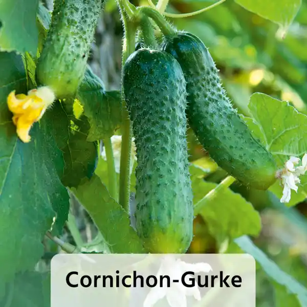 Bild 4 von Gurkenpflanze Vielfalt Mix / Hot Peppers "Chill out"