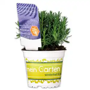 Garten Lavendel "Lavandula"