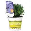 Bild 1 von Garten Lavendel "Lavandula"