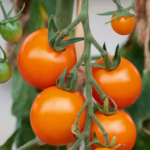 Bild 3 von Tomaten Besonderheit / Riesengemüse