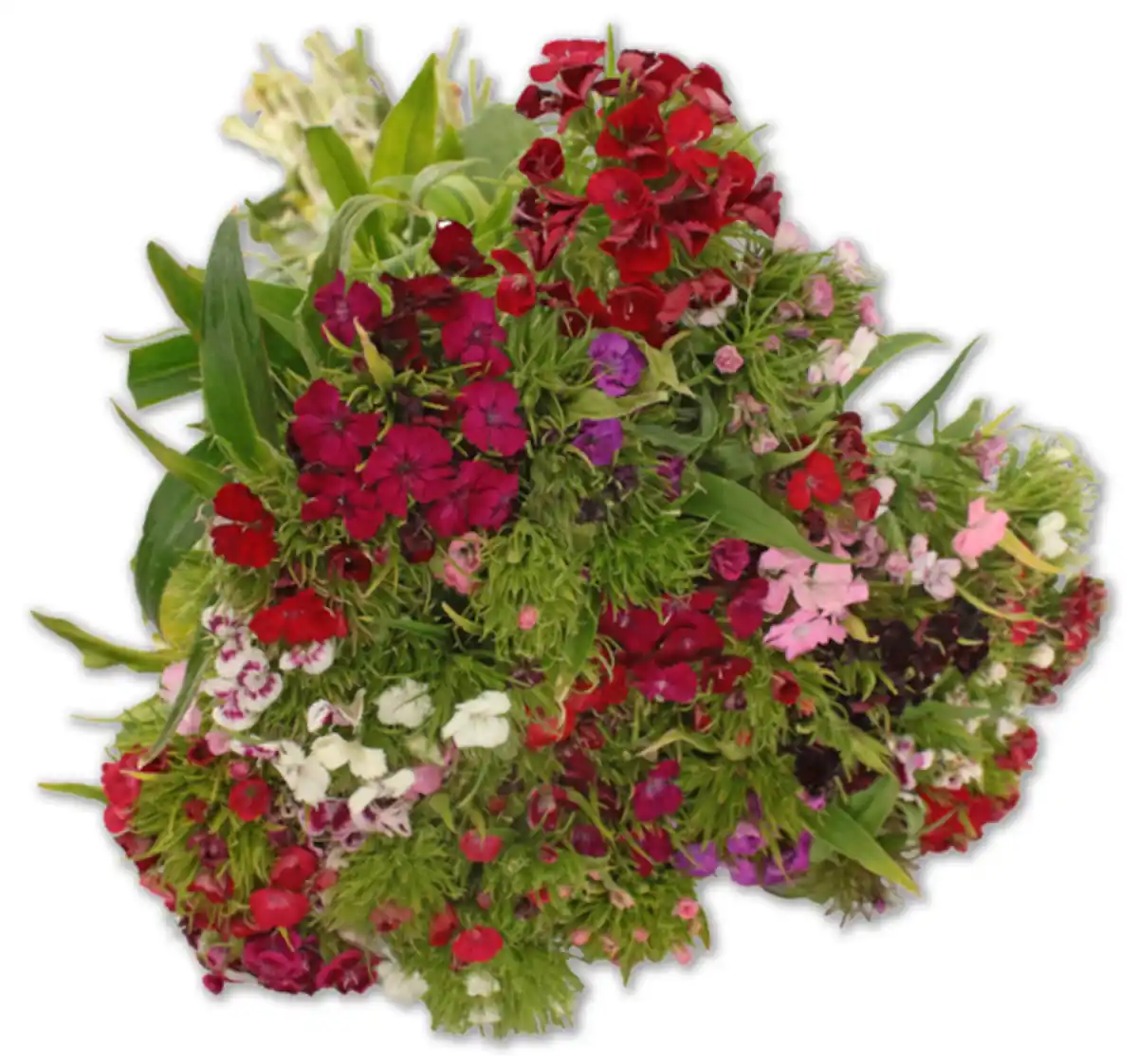 Bild 1 von Bartnelke im Bund*