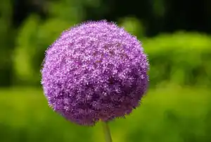 Alium Millenium im 17cm Topf