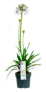 Schmucklilie 'Agapanthus' im 19cm Topf