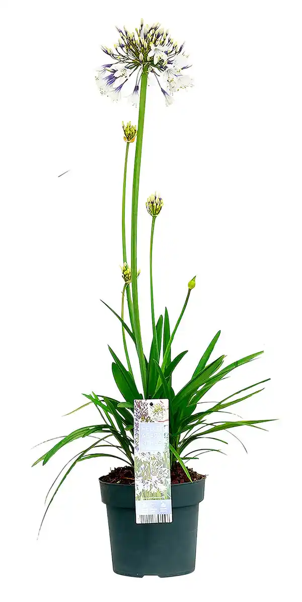 Bild 1 von Schmucklilie 'Agapanthus' im 19cm Topf