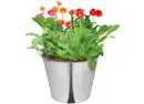 Bild 1 von Gerbera Garvinea versch. Farben