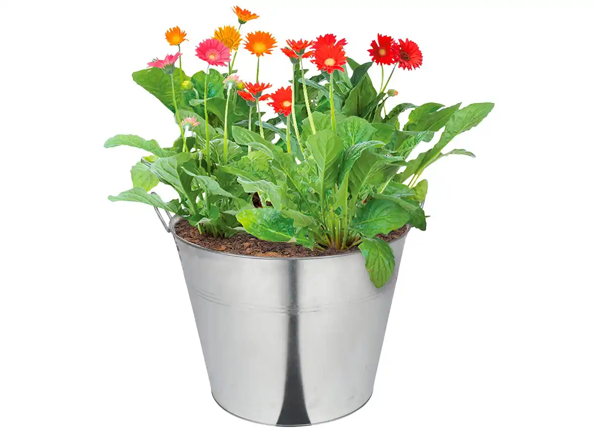 Bild 1 von Gerbera Garvinea versch. Farben