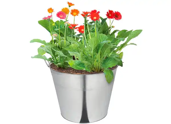 Bild 1 von Gerbera Garvinea versch. Farben