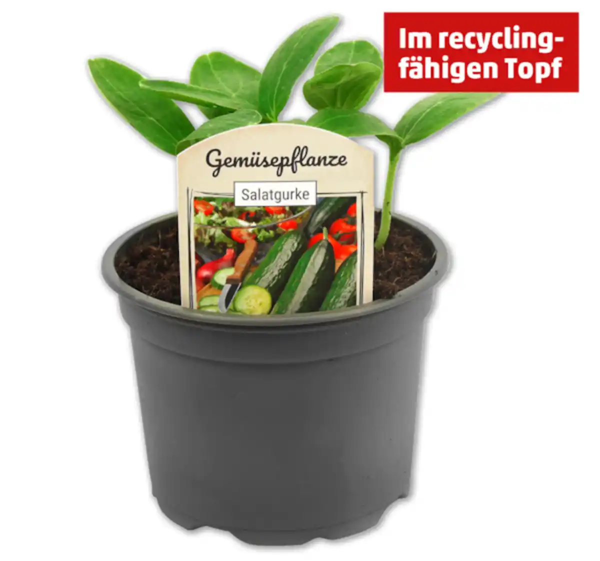 Bild 1 von Gemüsepflanze*