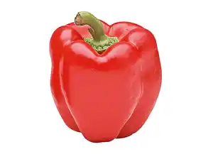 Paprika 13cm Topf gelb/rot