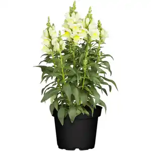 toom Löwenmäulchen verschiedene Farben 13 cm Topf