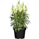 Bild 1 von toom Löwenmäulchen verschiedene Farben 13 cm Topf