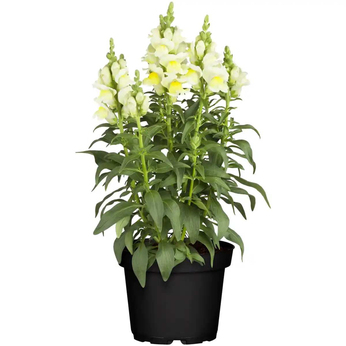 Bild 1 von toom Löwenmäulchen verschiedene Farben 13 cm Topf