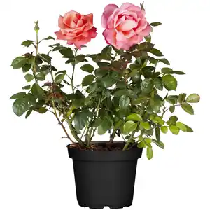toom Gartenrosen verschiedene Farben 17 cm Topf