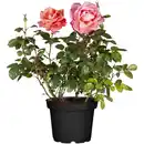 Bild 1 von toom Gartenrosen verschiedene Farben 17 cm Topf