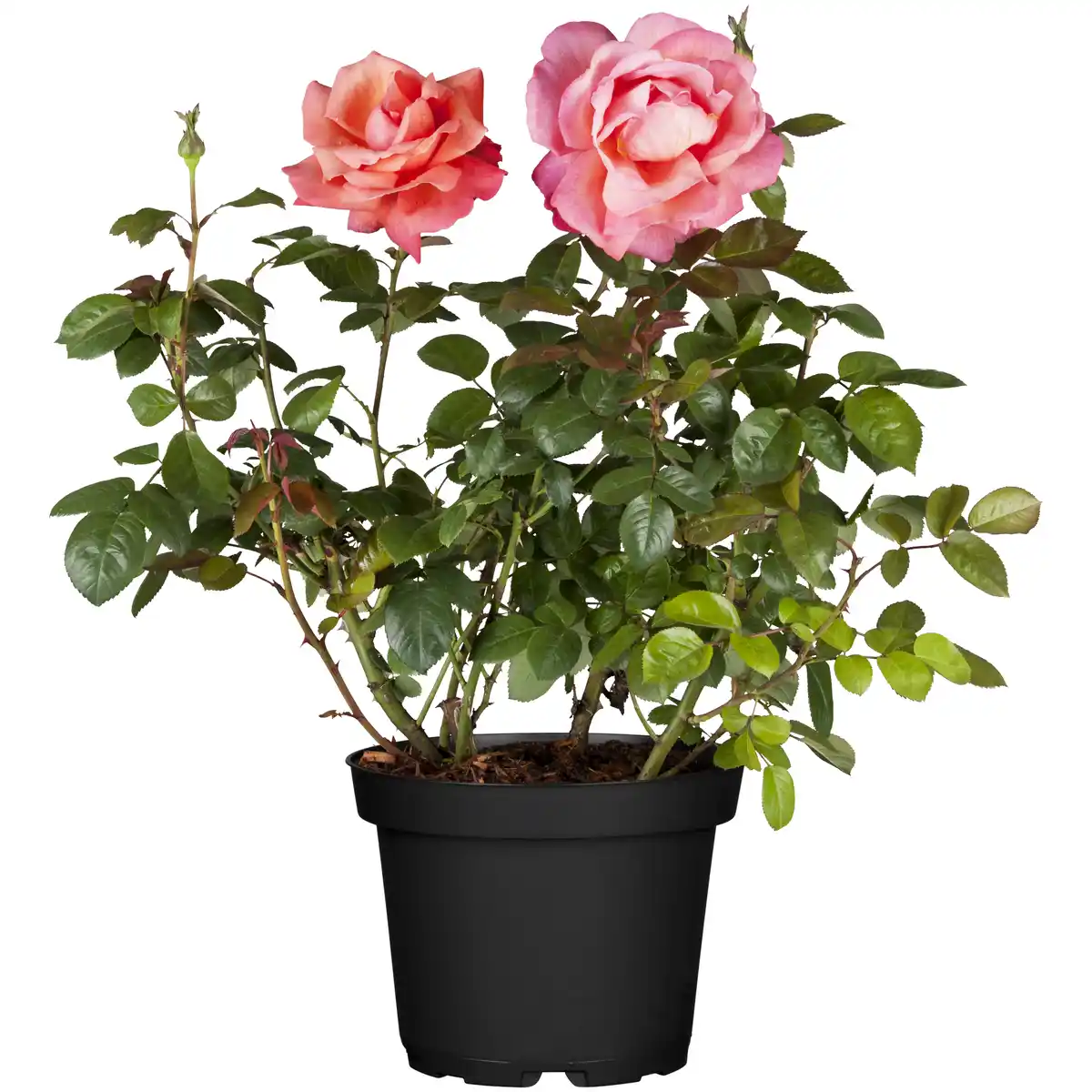 Bild 1 von toom Gartenrosen verschiedene Farben 17 cm Topf