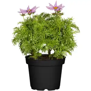 toom Schmuckkörbchen verschiedene Farben 13 cm Topf